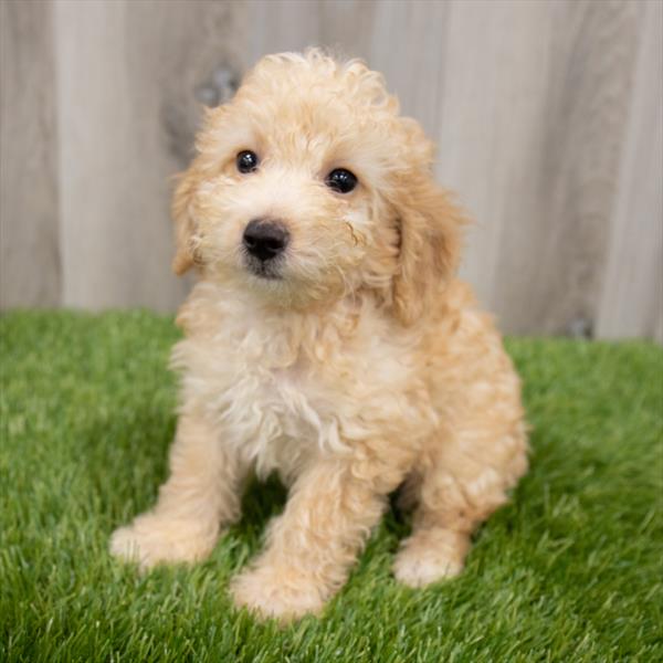 Poodle-DOG-Male-Apricot-7346-Petland Monroeville, PA