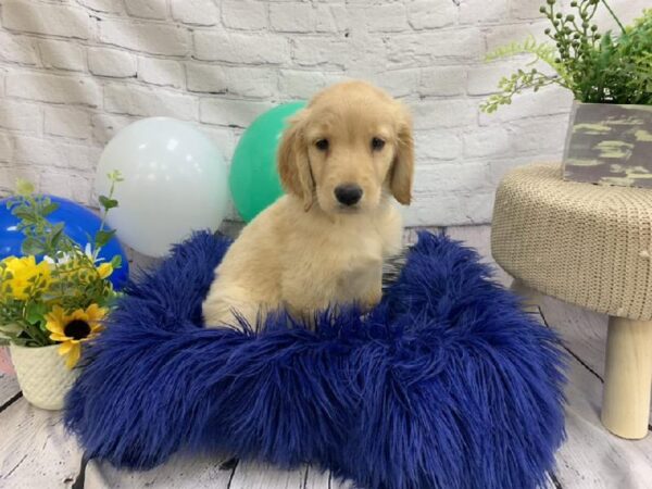 Goldendoodle-DOG-Female-Cream-7353-Petland Monroeville, PA