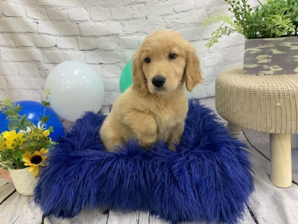 Goldendoodle-DOG-Male-Cream-7352-Petland Monroeville, PA