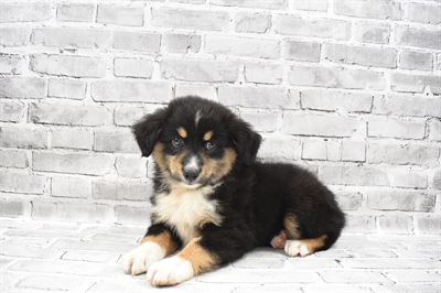 Miniature American Shepherd-DOG-Male-Black-7358-Petland Monroeville, PA