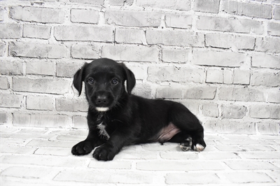 Schnoodle-DOG-Male-Black-7359-Petland Monroeville, PA