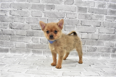 Yorkie-Pom-DOG-Male-Orange-7360-Petland Monroeville, PA
