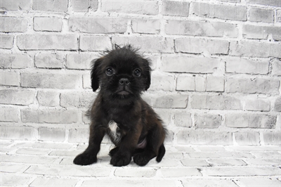 Shiffon-DOG-Male-Black-7361-Petland Monroeville, PA
