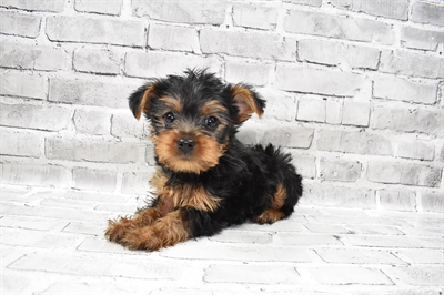 Yorkie-DOG-Male-Black and Tan-7362-Petland Monroeville, PA