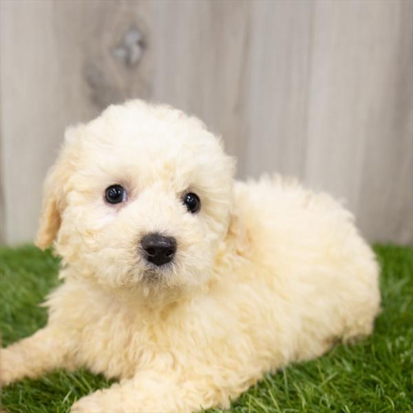 Maltipoo-DOG-Female-Cream-7371-Petland Monroeville, PA