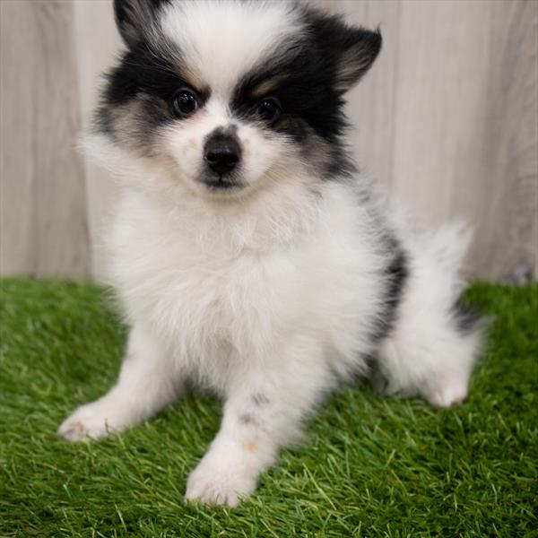 Pomeranian-DOG-Female-Black-7372-Petland Monroeville, PA