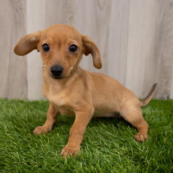 Chiweenie-DOG-Female-Red-7373-Petland Monroeville, PA