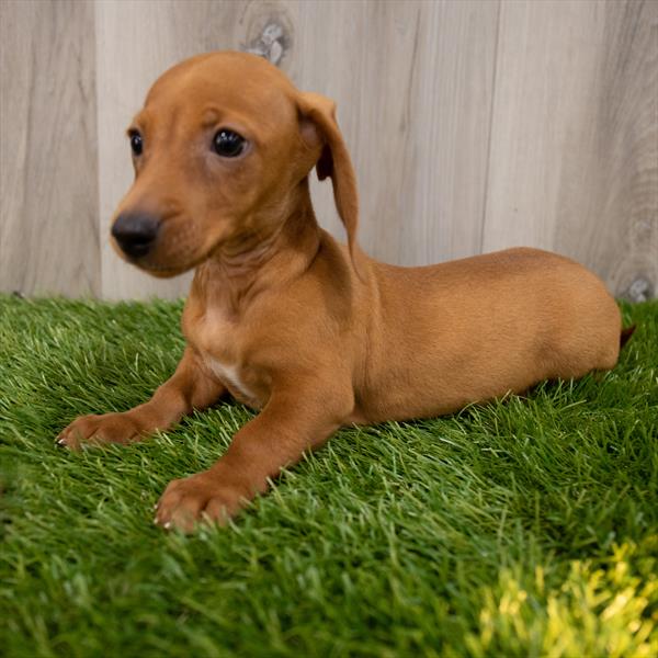 Dachshund-DOG-Male-Red-7374-Petland Monroeville, PA