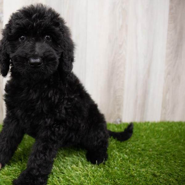 Goldendoodle-DOG-Female-Golden-7375-Petland Monroeville, PA