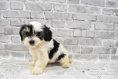 Shorkie-DOG-Female-Black and White-7383-Petland Monroeville, PA