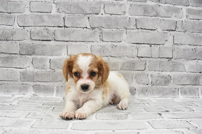Cockapoo-DOG-Male-Red and White-7384-Petland Monroeville, PA