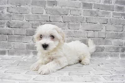 Coton De Tulear-DOG-Male-White-7391-Petland Monroeville, PA