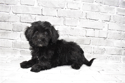 Havapoo-DOG-Female-Black-7392-Petland Monroeville, PA