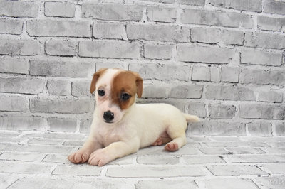 Jack Russell Terrier-DOG-Female-Brown and White-7393-Petland Monroeville, PA