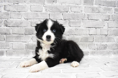Miniature American Shepherd-DOG-Female-Black-7394-Petland Monroeville, PA