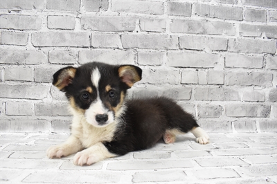 Pembroke Welsh Corgi-DOG-Male-Black and Tan-7395-Petland Monroeville, PA