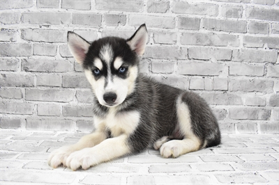 Siberian Husky-DOG-Male-Black Grey and White-7396-Petland Monroeville, PA