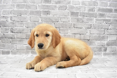 Golden Retriever-DOG-Female-Golden-7397-Petland Monroeville, PA