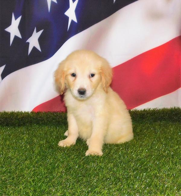 Golden Retriever-DOG-Male-Light Golden-7398-Petland Monroeville, PA