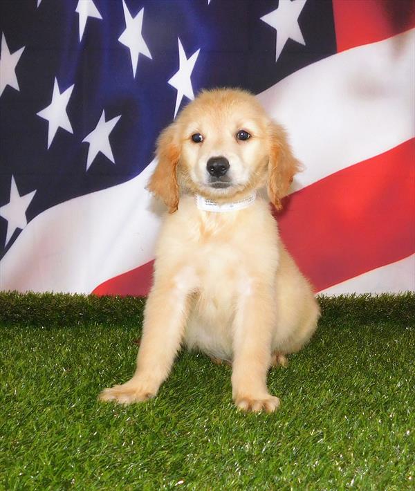 Golden Retriever-DOG-Male-Light Golden-7399-Petland Monroeville, PA