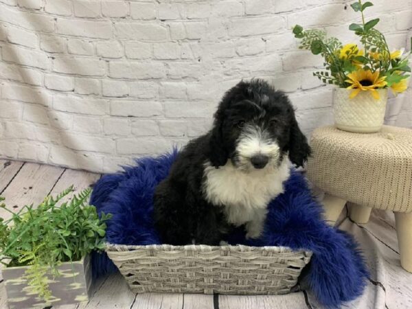 Sheepadoodle-DOG-Male-BLACK/WHITE-7370-Petland Monroeville, PA