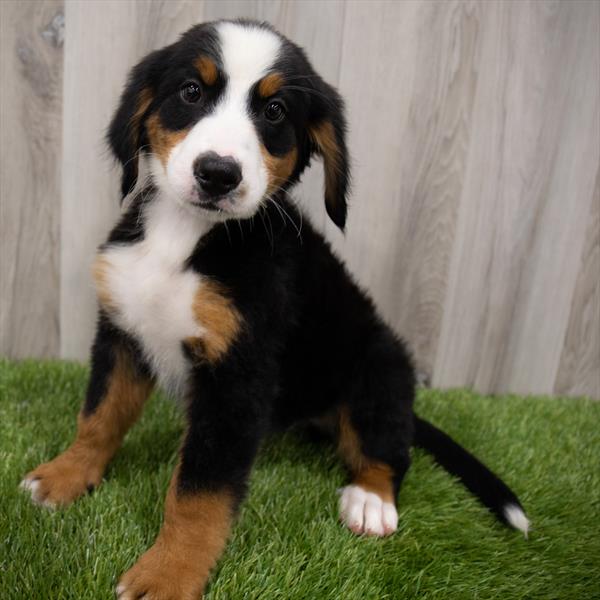 Bernese Mountain Dog-DOG-Male-Black Rust / White-7400-Petland Monroeville, PA
