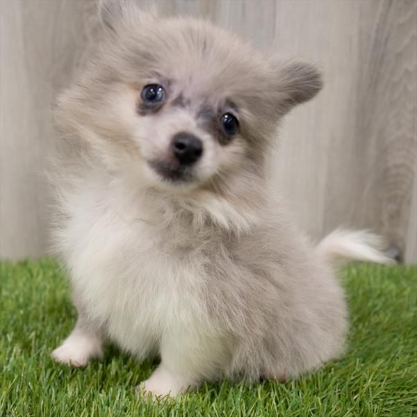 Pomeranian-DOG-Male-Blue Merle-7401-Petland Monroeville, PA