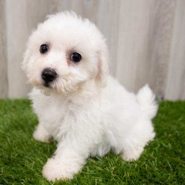 Bichon-DOG-Female-White-7402-Petland Monroeville, PA