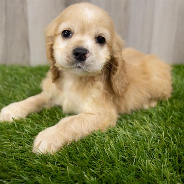 Cocker Spaniel-DOG-Female-Buff-7403-Petland Monroeville, PA
