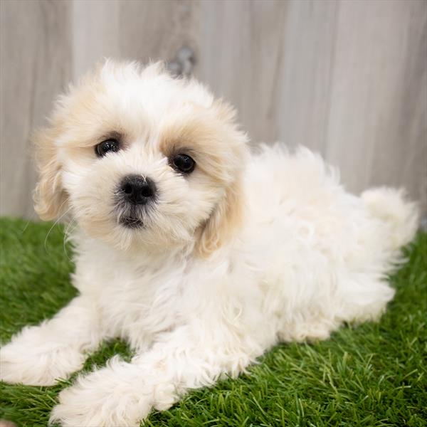 Teddy Bear-DOG-Male-Gold / White-7404-Petland Monroeville, PA