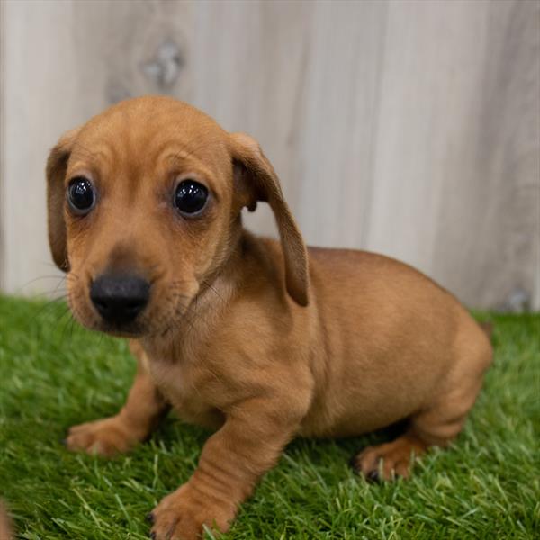 Dachshund-DOG-Male-Red-7405-Petland Monroeville, PA