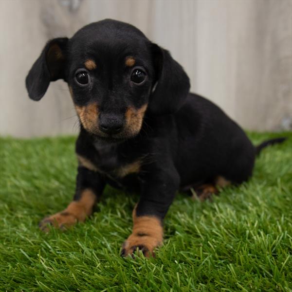 Chiweenie-DOG-Male-Black / Tan-7406-Petland Monroeville, PA