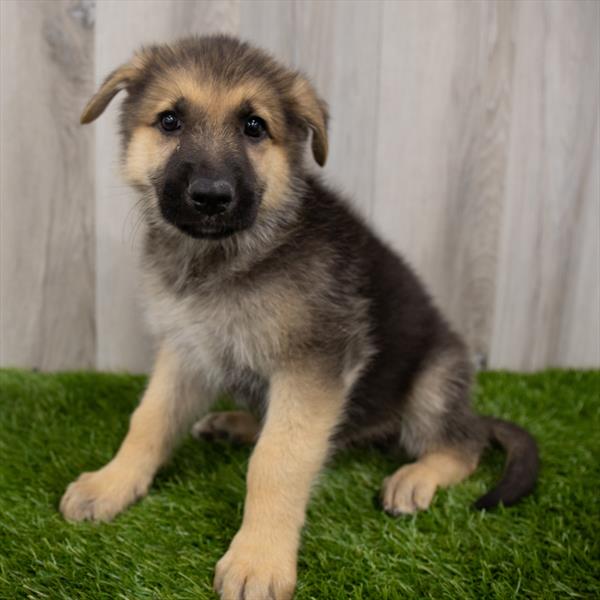 German Shepherd-DOG-Male-Black / Tan-7407-Petland Monroeville, PA