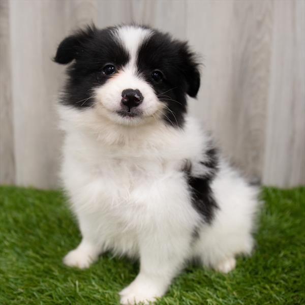 Pomsky 2nd gen.-DOG-Female-Black / White-7408-Petland Monroeville, PA