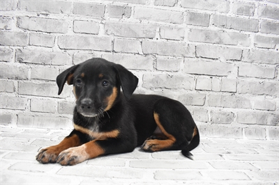 Hybrid-DOG-Female-Black and Gold-7419-Petland Monroeville, PA