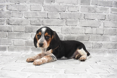 Beaglier-DOG-Male-Black Tan and Blue Ticked-7420-Petland Monroeville, PA