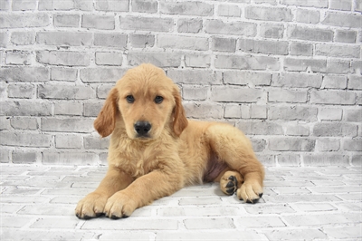 Golden Retriever-DOG-Male-Light Golden-7427-Petland Monroeville, PA