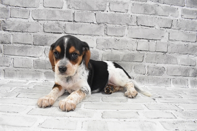 Beaglier-DOG-Female-Black Tan and Red Ticked-7428-Petland Monroeville, PA