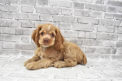 Cocker Spaniel-DOG-Female-Buff-7429-Petland Monroeville, PA
