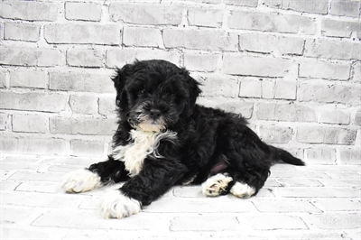 Hybrid-DOG-Male-Black-7430-Petland Monroeville, PA