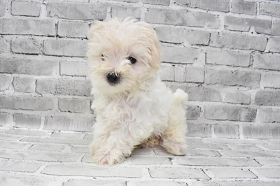Maltese-DOG-Male-White-7431-Petland Monroeville, PA