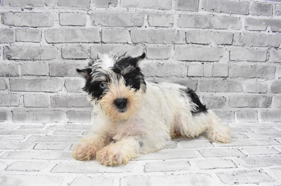Mini Schnauzer-DOG-Female-Black-7432-Petland Monroeville, PA