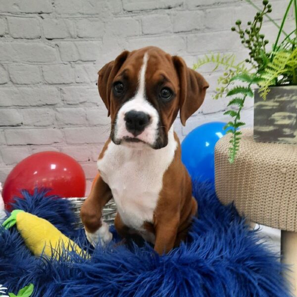 Boxer-DOG-Female-FAWN-7434-Petland Monroeville, PA