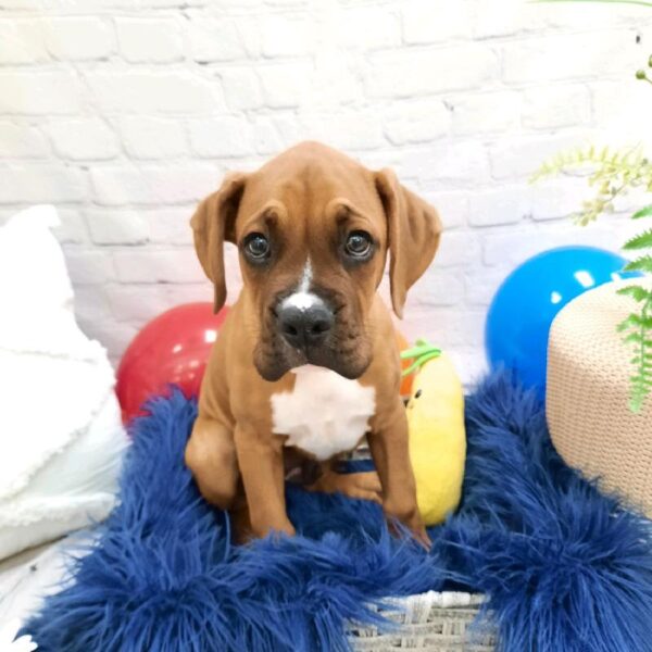 Boxer-DOG-Male-Fawn-7433-Petland Monroeville, PA