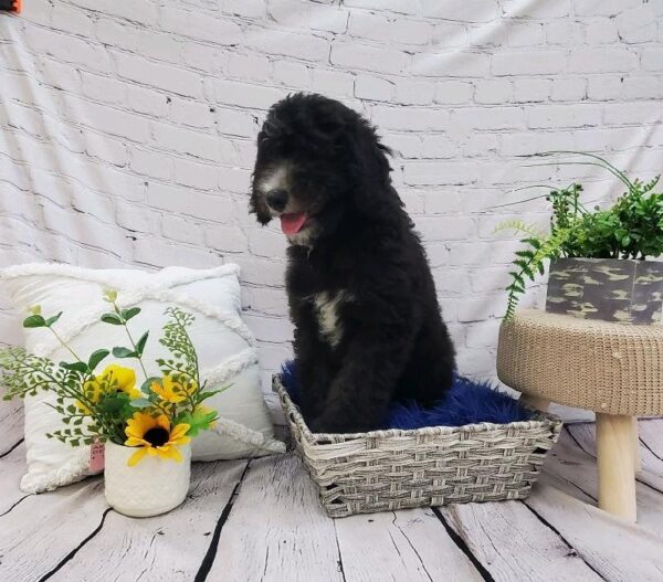 Sheepadoodle-DOG-Male-Black-7368-Petland Monroeville, PA