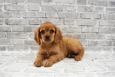Cavalier King Charles Spaniel-DOG-Male-Ruby-7437-Petland Monroeville, PA