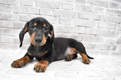 Dachshund-DOG-Male-Black and Tan-7438-Petland Monroeville, PA