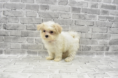 Maltese-DOG-Female-White-7439-Petland Monroeville, PA