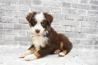 Miniature Australian Shepherd-DOG-Female-Red and White-7440-Petland Monroeville, PA