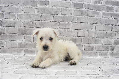 West Highland White Terrier-DOG-Female-White-7441-Petland Monroeville, PA